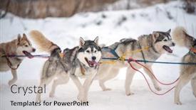  Presentation with dogs - Colorful presentation enhanced with speed-races-with-haski-dogs backdrop and a soft green colored foreground