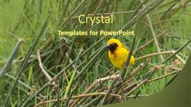  Presentation with grass - Colorful presentation theme enhanced with speke-s-weaver-ploceus-spekei backdrop and a tawny brown colored foreground