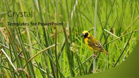  Presentation with grass - Presentation theme enhanced with speke-s-weaver-ploceus-spekei background and a gold colored foreground