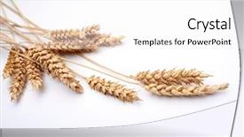  Presentation with cereal - Presentation enhanced with spelt - cereal plant on the white background and a  colored foreground