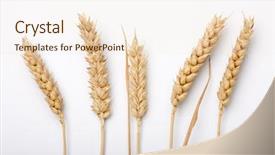 Presentation with cereal - Theme with spelt - cereal plant on the white background and a lemonade colored foreground