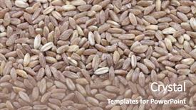  Presentation with primitive - Cool new presentation with spelt farro primitive wheat backdrop and a coral colored foreground