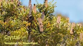  Presentation with growing - Slide set having spent flower spikes of banksia background and a  colored foreground