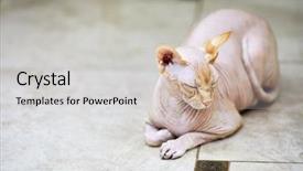  Presentation with blue eyes technology close up - Amazing slide set having sphinx cat lies with eyes backdrop and a light gray colored foreground