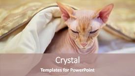  Presentation with aztecs blanket - Audience pleasing PPT theme consisting of sphinx cat lying under blanket backdrop and a coral colored foreground