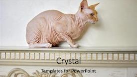  Presentation with cat - PPT theme with sphinx cat sitting on mantelpiece background and a mint green colored foreground