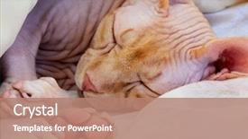  Presentation with sleeping - Colorful slide set enhanced with sphinx cat sleeping on bed backdrop and a coral colored foreground