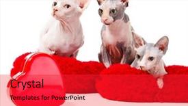  Presentation with cats - Beautiful PPT theme featuring sphinx cats lying on red pillows with heart-shaped box in front backdrop and a red colored foreground