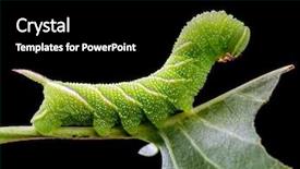  Presentation with caterpillar - Cool new theme with sphinx ligustri caterpillar eating green backdrop and a black colored foreground