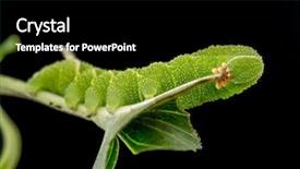  Presentation with caterpillar - PPT layouts enhanced with sphinx ligustri caterpillar eating green background and a black colored foreground