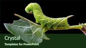  Presentation with caterpillar - Audience pleasing slide deck consisting of sphinx ligustri caterpillar eating green backdrop and a forest green colored foreground