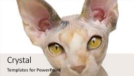  Presentation with cat - Amazing presentation theme having sphynx cat 1 year old in front of white background backdrop and a coral colored foreground