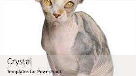  Presentation with cat - Presentation consisting of sphynx cat 1 year old background and a light gray colored foreground
