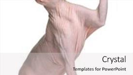  Presentation with paw - Presentation design having sphynx cat 1 year old background and a light gray colored foreground