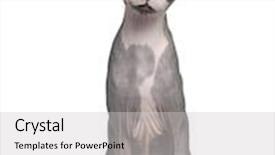  Presentation with cat - Theme with sphynx cat 8 months old background and a light gray colored foreground