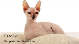  Presentation with cat - Presentation theme enhanced with sphynx hairless cat isolated on white background and a soft green colored foreground