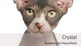  Presentation with kitten - Presentation design with close up hairless - sphynx kitten 4 months old background and a light gray colored foreground