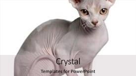  Presentation with kitten - PPT theme featuring sphynx kitten 5 months old background and a light gray colored foreground