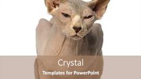  Presentation with closed - Cool new theme with sphynx lying and has backdrop and a coral colored foreground