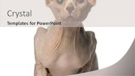  Presentation with christian templar knight looking - Cool new PPT layouts with sphynx-sitting-and-looking-up backdrop and a soft green colored foreground