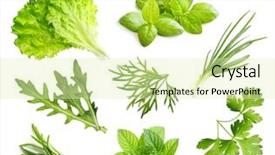  Presentation with herb - PPT theme consisting of spice isolated on white background background and a soft green colored foreground