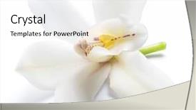  Presentation with vanilla - Amazing presentation theme having yellow aroma - vanilla orchid vanilla flower isolated backdrop and a white colored foreground