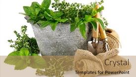  Presentation with oregano - Slide set consisting of spicy-herbs-in-basket-gardening background and a coral colored foreground