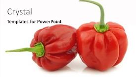  Presentation with peppers - Audience pleasing PPT theme consisting of spicy hot red habanero peppers on a white background backdrop and a sky blue colored foreground