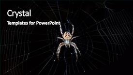  Presentation with spider web - Theme featuring spider araneus diadematus in its background and a black colored foreground