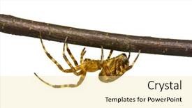  Presentation with spider - Amazing presentation having spider close-up on white background backdrop and a blonde colored foreground