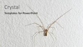  Presentation with spider - PPT theme enhanced with spider-closeup-on-the-wall background and a light gray colored foreground