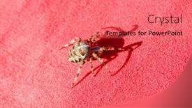  Presentation with spider - Colorful presentation enhanced with spider-cross-wild-dangerous-poisonous backdrop and a coral colored foreground