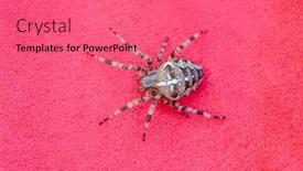  Presentation with spider - Slide deck having spider-cross-wild-dangerous-poisonous background and a coral colored foreground