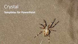  Presentation with spider - Audience pleasing PPT theme consisting of spider-cross-wild-dangerous-poisonous backdrop and a coral colored foreground