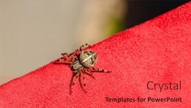  Presentation with spider - Slide set featuring spider-cross-wild-dangerous-poisonous background and a red colored foreground