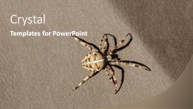  Presentation with spider - Cool new slide deck with spider-cross-wild-dangerous-poisonous backdrop and a gray colored foreground