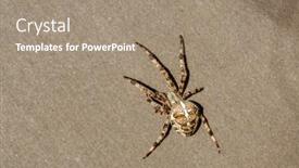  Presentation with spider - PPT theme enhanced with spider-cross-wild-dangerous-poisonous background and a coral colored foreground