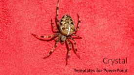  Presentation with spider - Amazing slide set having spider-cross-wild-dangerous-poisonous backdrop and a red colored foreground