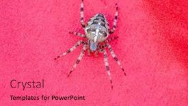  Presentation with spider - Presentation design consisting of spider-cross-wild-dangerous-poisonous background and a coral colored foreground