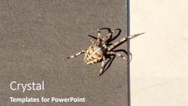  Presentation with spider - Beautiful PPT theme featuring spider-cross-wild-dangerous-poisonous backdrop and a gray colored foreground