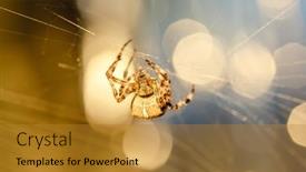 Presentation with spider - Cool new PPT theme with spider-cross-wild-dangerous-poisonous backdrop and a gold colored foreground