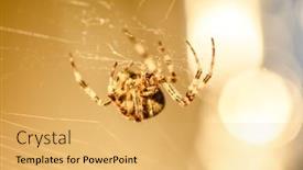  Presentation with spider - Slide set enhanced with spider-cross-wild-dangerous-poisonous background and a yellow colored foreground