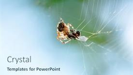  Presentation with spider - Amazing presentation design having spider-cross-wild-dangerous-poisonous backdrop and a cool aqua colored foreground