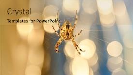  Presentation with spider - Beautiful slide set featuring spider-cross-wild-dangerous-poisonous backdrop and a yellow colored foreground
