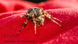  Presentation with spider - Slide set having spider-cross-wild-dangerous-poisonous background and a crimson colored foreground