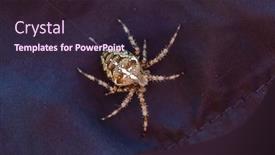  Presentation with spider - Presentation design enhanced with spider-cross-wild-dangerous-poisonous background and a wine colored foreground