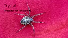  Presentation with spider - Presentation consisting of spider-cross-wild-dangerous-poisonous background and a red colored foreground