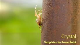  Presentation with spider - Colorful presentation theme enhanced with spider-cross-wild-dangerous-poisonous backdrop and a tawny brown colored foreground