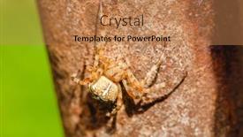  Presentation with spider - Audience pleasing presentation design consisting of spider-cross-wild-dangerous-poisonous backdrop and a coral colored foreground