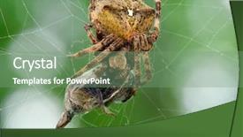  Presentation with spider - Audience pleasing PPT theme consisting of spider eats its prey - macro backdrop and a seafoam green colored foreground